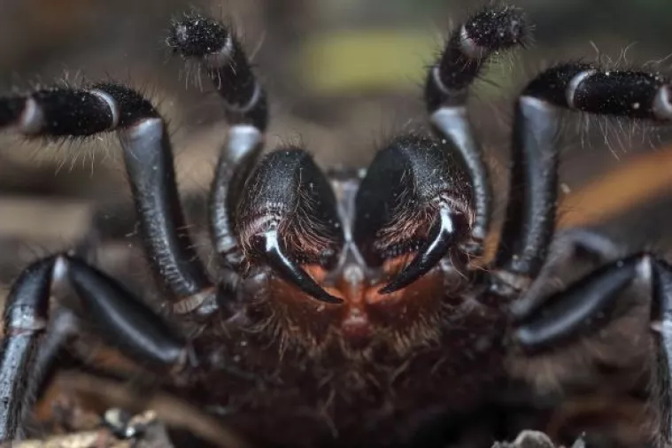 Znanstvenici otkrili ljekovita svojstva smrtonosnog otrova sidnejskog dupljaša