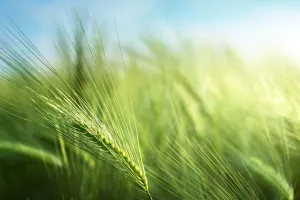 Povećan prirod uljane repice, pad priroda pšenice, ječma i zobi