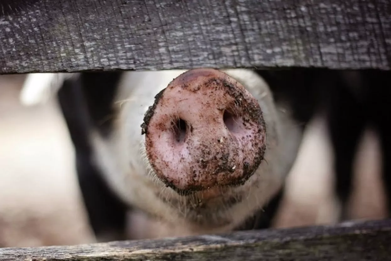 Znanstvenici uzgojili GMO svinjetinu s 24 posto manje masnoće