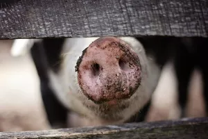 Znanstvenici uzgojili GMO svinjetinu s 24 posto manje masnoće