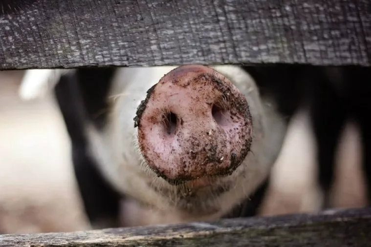 Znanstvenici uzgojili GMO svinjetinu s 24 posto manje masnoće