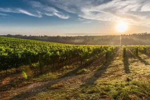 Više od 150 milijuna kuna za razvoj malih OPG-ova