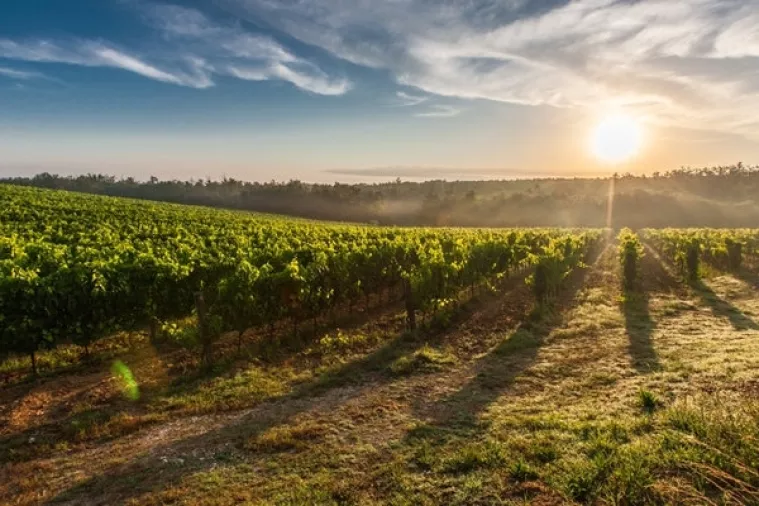 Više od 150 milijuna kuna za razvoj malih OPG-ova