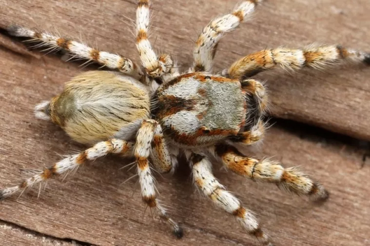 Strah od pauka i zmija je nasljedan