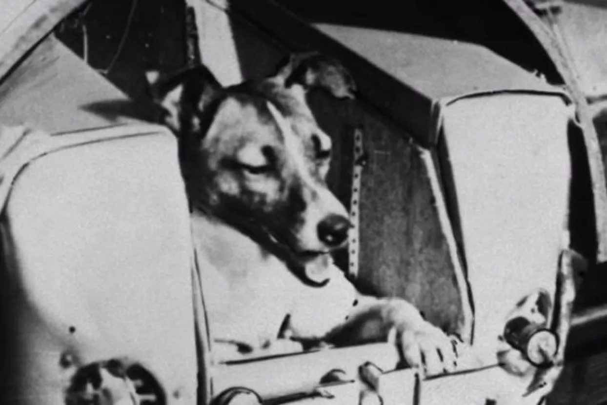 Prije 60 godina Lajka poletjela u svemir