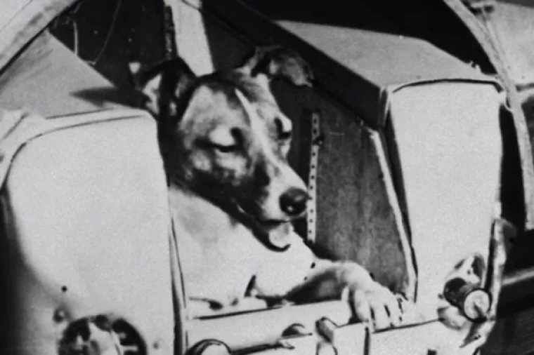 Prije 60 godina Lajka poletjela u svemir