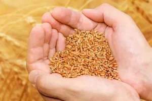 Nakon dva dana velikih oscilacija oprez na Burzi, cijena Belja skočila 145 posto