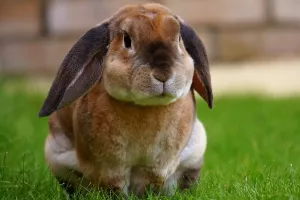 Poljska vlada pozvala građane da se ‘razmnožavaju poput zečeva’