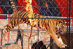 Italija zabranila životinjski cirkus