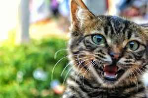 Njemačka: 'Četveronožna zlikovka' pustila preglasnu glazbu, intervenirala policija