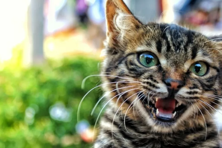 Njemačka: 'Četveronožna zlikovka' pustila preglasnu glazbu, intervenirala policija