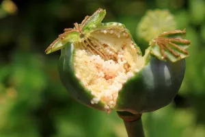 Afganistan proizveo najviše opijuma u povijesti - gotovo 90 posto više nego lani