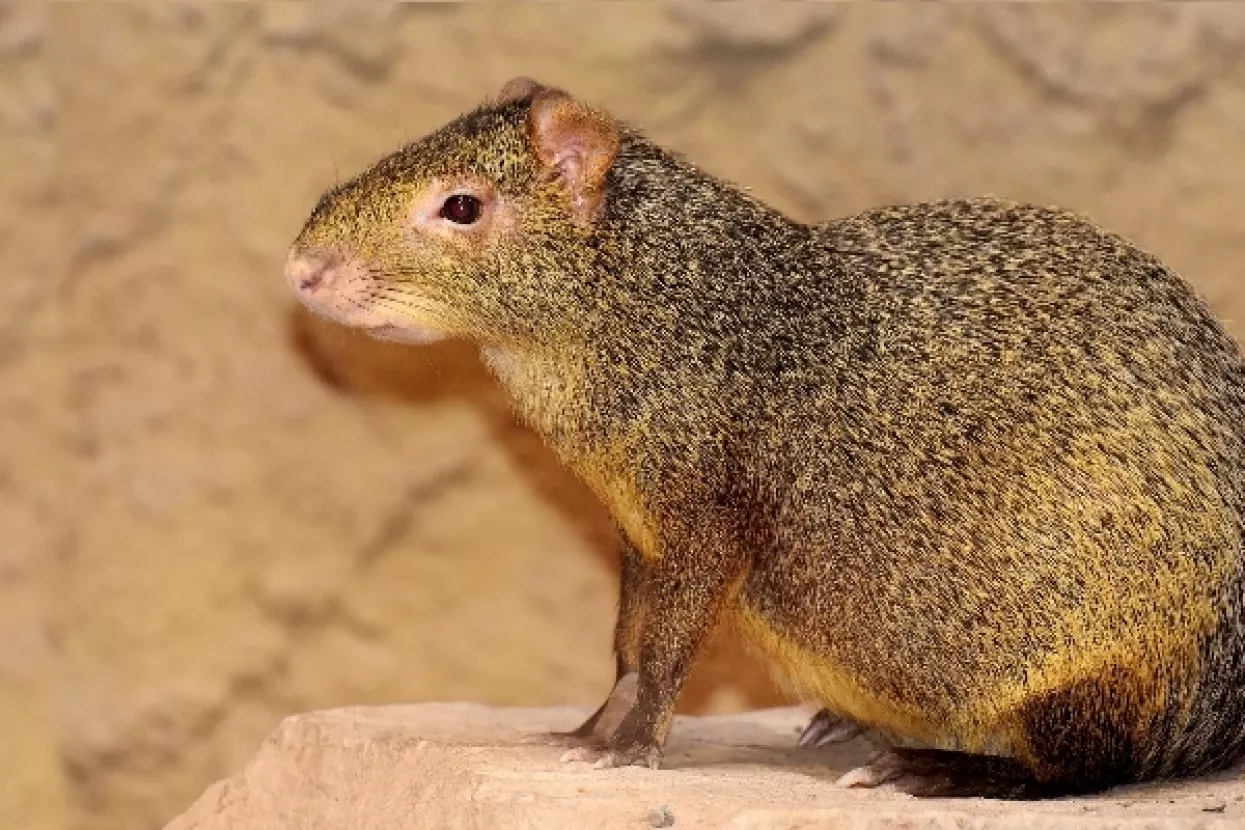 Zlatni aguti - najmlađi član zagrebačkog Zoološkog vrta