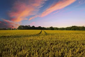 U ponedjeljak kreće isplata potpore za 100 tisuća poljoprivrednih gospodarstava