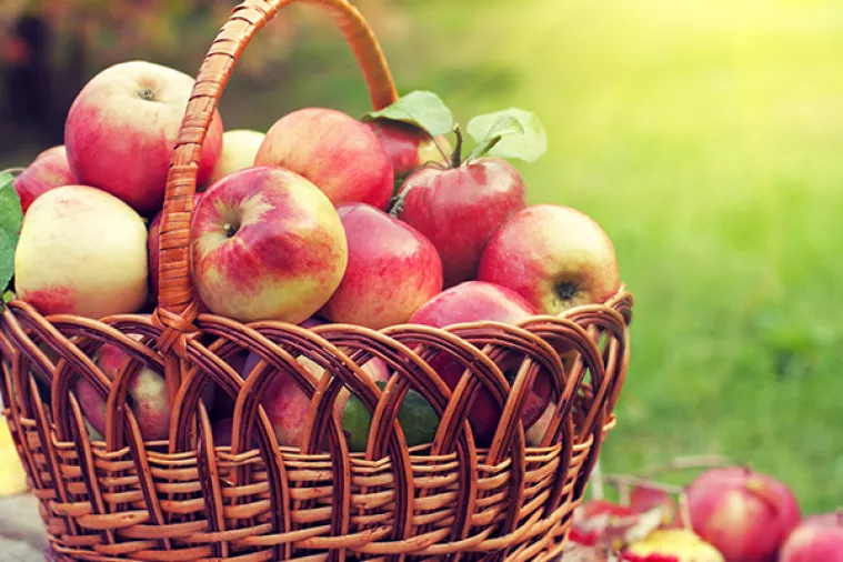 Voćari: Nijemci i Slovenci ne pitaju za cijenu jabuka