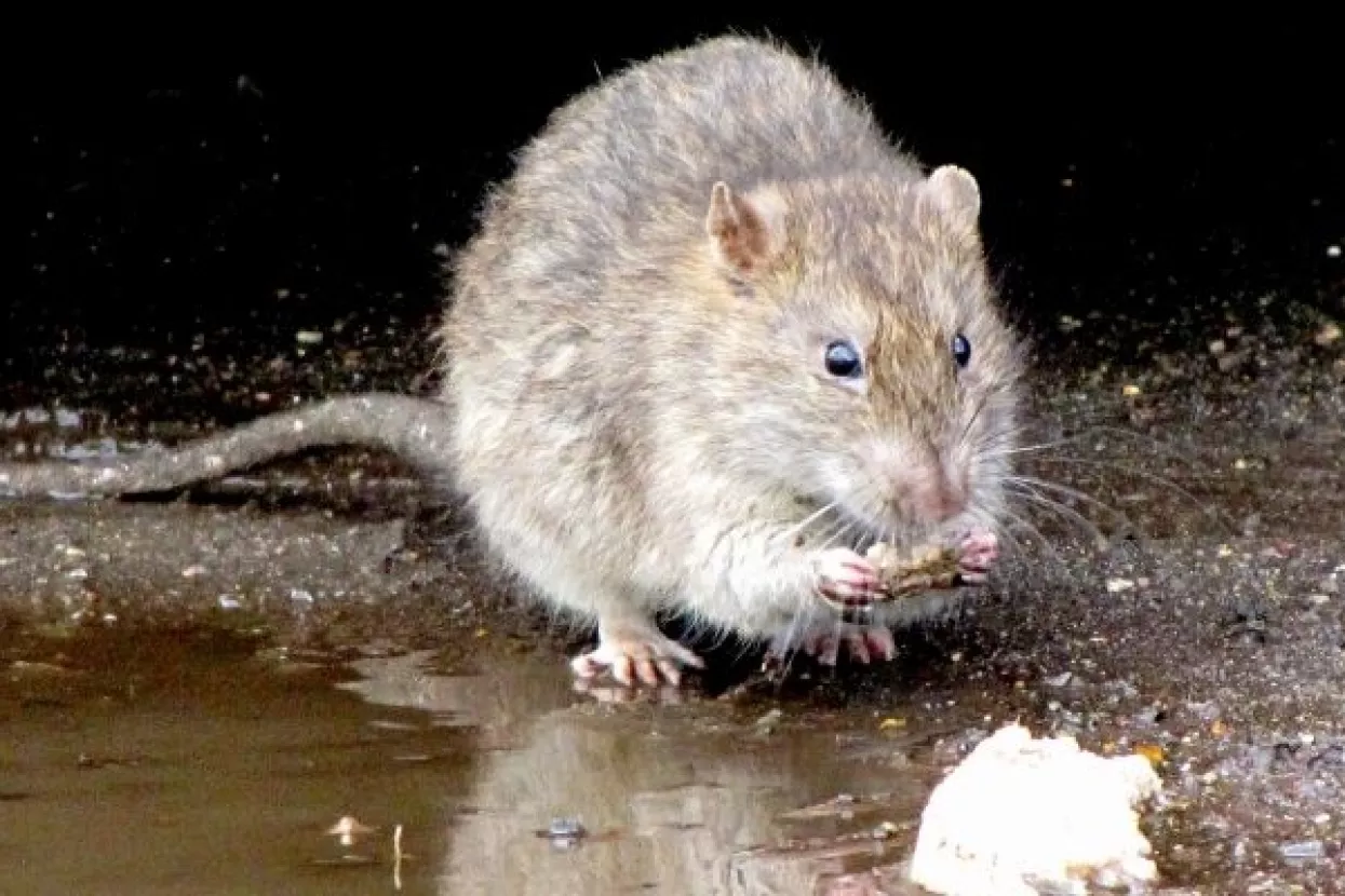 Na važnom zadatku: 'Omraženi' glodavci razbijaju začarani krug širenja tuberkuloze