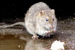 Na važnom zadatku: 'Omraženi' glodavci razbijaju začarani krug širenja tuberkuloze
