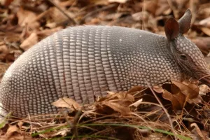 Mali Bernard novi je stanar zagrebačkog Zoološkog vrta