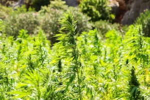 'Osudite i mene': Akcija podrške Luksetiću osuđenom na 2 godine zatvora zbog ulja konoplje