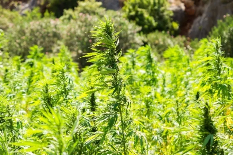 'Osudite i mene': Akcija podrške Luksetiću osuđenom na 2 godine zatvora zbog ulja konoplje