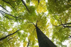 Uz druženje i smijeh kod Obrovca zasađena prva 'volonterska' šuma