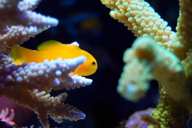 Spasonosno presađivanje: Nova nada za Veliki koraljni greben