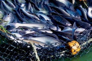 'Podmorski fracking': Europa želi legalizirati kontroverzni ribolov