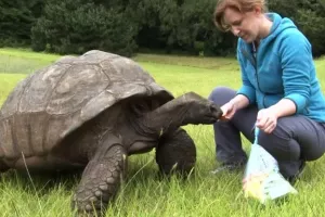 Divovski, slijepi Jonathan priprema se za turiste