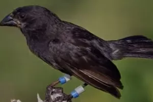 VIDEO: Živahna evolucija - 'Izgubljena' zeba stvorila sasvim novu vrstu za samo dvije generacije