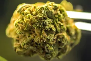 Forbes: Nakon minimalnih ulaganja kanabis poduzetnici očekuju prihod od 5.2 milijarde dolara