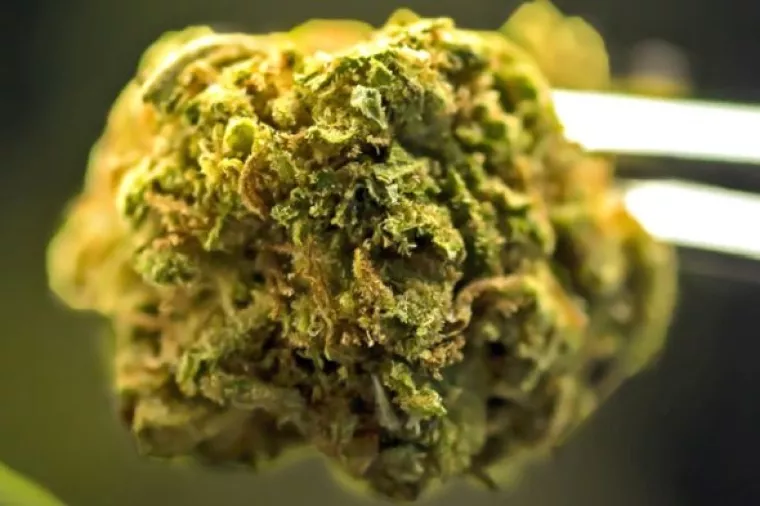 Forbes: Nakon minimalnih ulaganja kanabis poduzetnici očekuju prihod od 5.2 milijarde dolara