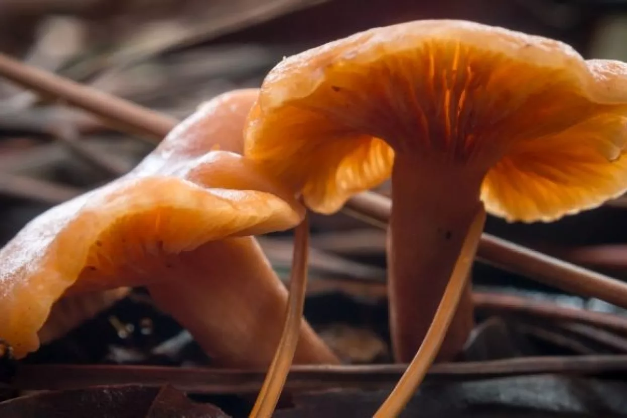 Francuzi prona&scaron;li radioaktivni cezij u gljivama iz Rusije