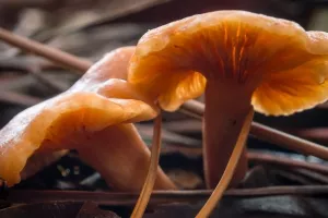 Francuzi prona&scaron;li radioaktivni cezij u gljivama iz Rusije