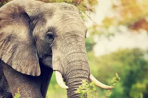 Čili odvraća slonove od usjeva, a ljude od sukoba s tom ugroženom vrstom