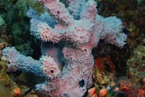 Kraj žučnih rasprava: Spužve porazile žarnjake kao pretača svih životinjskih vrsta