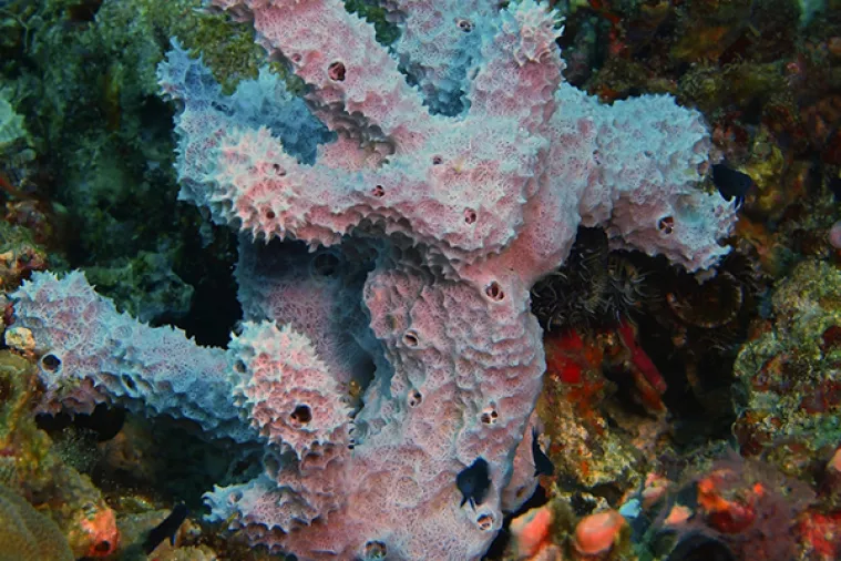 Kraj žučnih rasprava: Spužve porazile žarnjake kao pretača svih životinjskih vrsta