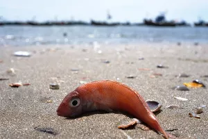 UN najavio nultu toleranciju na onečišćenje oceana plastikom