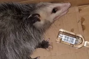 Radoznala oposumka strusila burbon i zavr&scaron;ila s te&scaron;kim mamurlukom