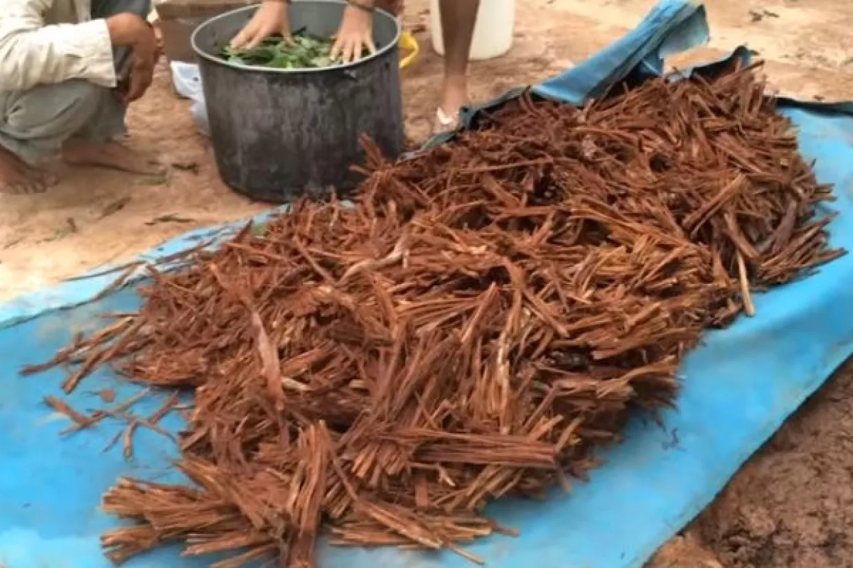 Ayahuasca: Rehabilitacija psihodelijom za zatvorenike u Brazilu