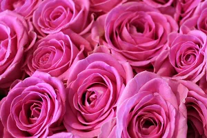 Buket.hr laticama briše daljine, prenosi najintimnije poruke