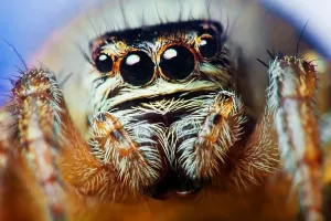 Otkriven izuzetan fosil s 'najstarijim okom'