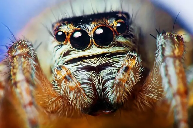 Otkriven izuzetan fosil s 'najstarijim okom'