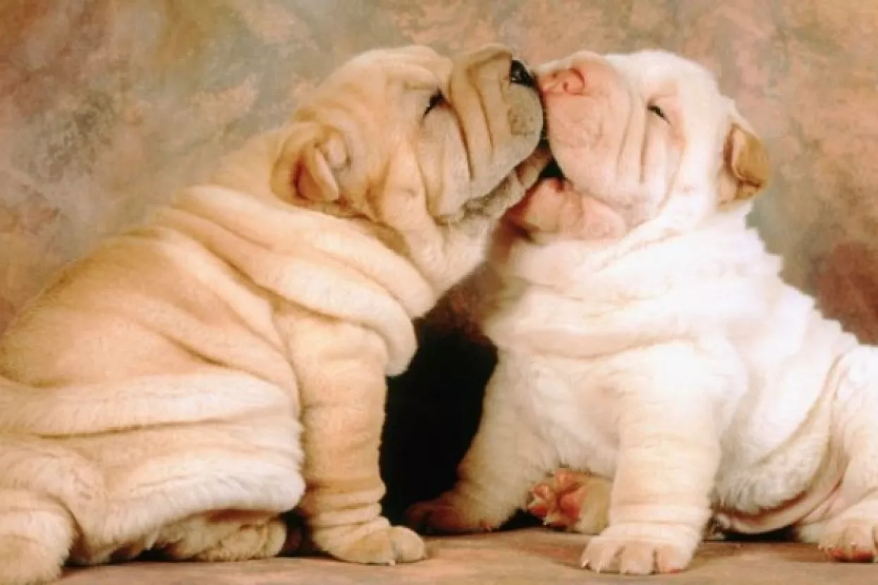 Nestašni shar pei završio na operaciji pošto je pojeo 21 dudu varalicu