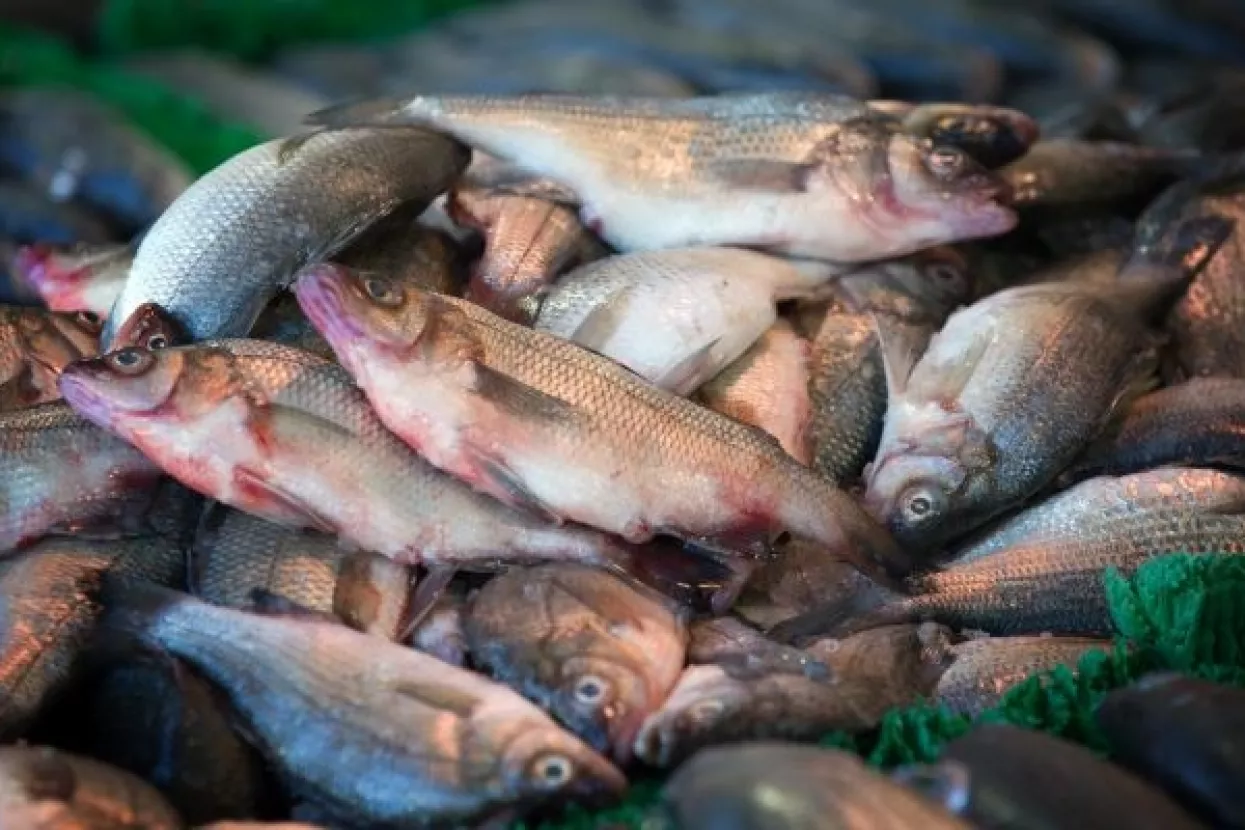 Zakonom o akvakulturi planira se udvostručiti proizvodnja ribe