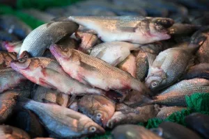 Zakonom o akvakulturi planira se udvostručiti proizvodnja ribe