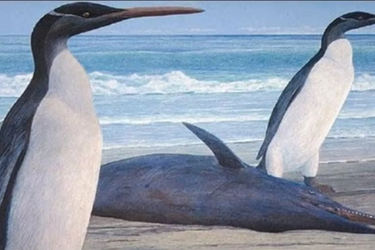 'Čudovišna ptica' - pronađeni fosilni ostaci pingvina veličine čovjeka