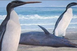 'Čudovišna ptica' - pronađeni fosilni ostaci pingvina veličine čovjeka