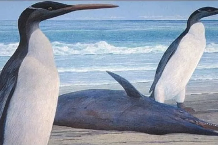 'Čudovišna ptica' - pronađeni fosilni ostaci pingvina veličine čovjeka