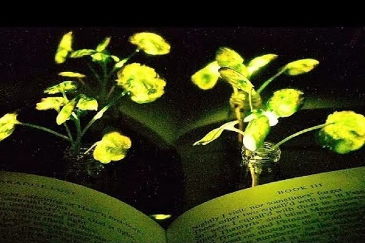 VIDEO: Znanstvenici MIT-a stvorili biljku koja svijetli