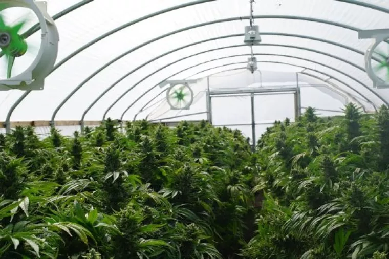Kanadska industrija kanabisa prikupila 2 milijarde dolara investicija